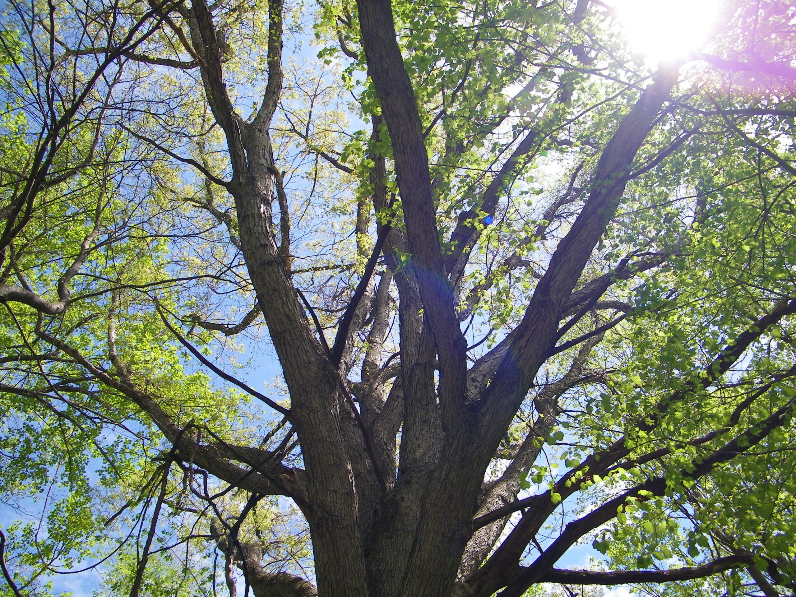 Welcome to a World of Trees